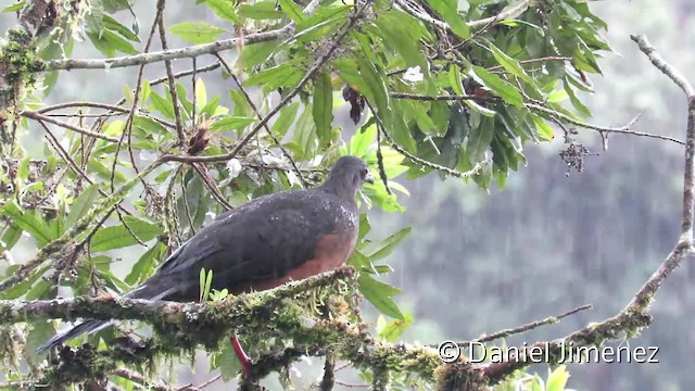 Sickle-winged Guan - ML201956291