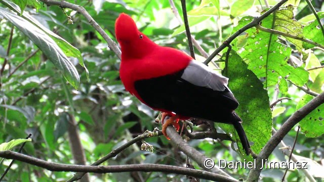 Gallito de las Rocas Peruano - ML201956301