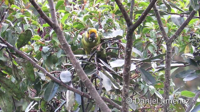 Yellow-eared Parrot - ML201956331