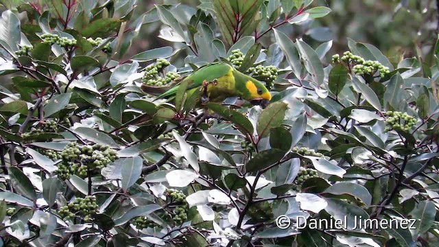 Yellow-eared Parrot - ML201956341