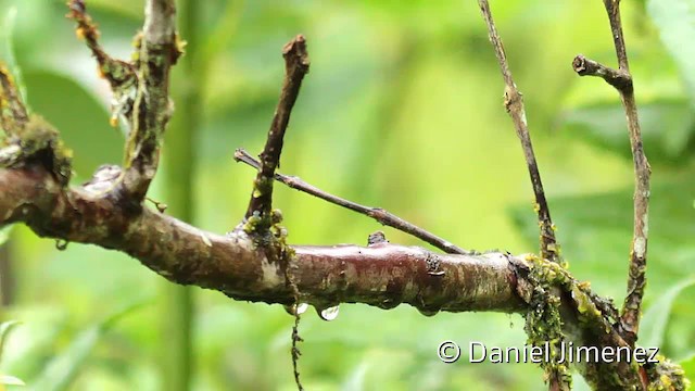 kolibřík hyacintový - ML201956351