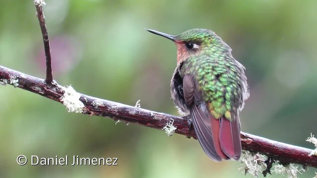 kolibřík dřišťálový (ssp. tyrianthina/quitensis) - ML201956361