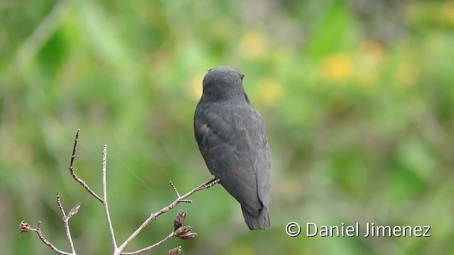  - Swallow-winged Puffbird