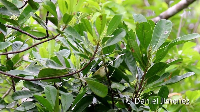 - Caroline Islands White-eye