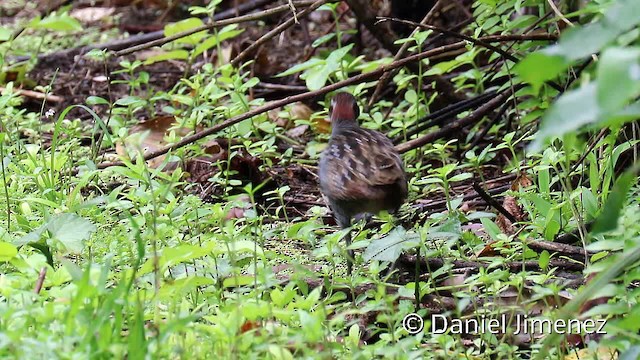  - Buff-banded Rail