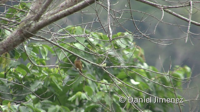 Flame-crested Tanager (Flame-crested) - ML201956651