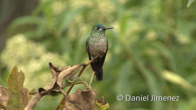Long-tailed Sylph - ML201956791
