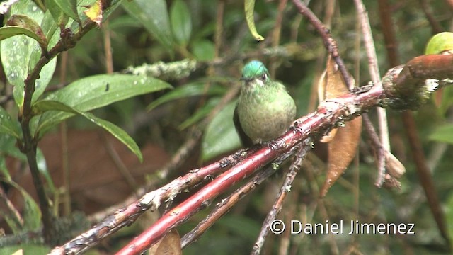 Long-tailed Sylph - ML201956801