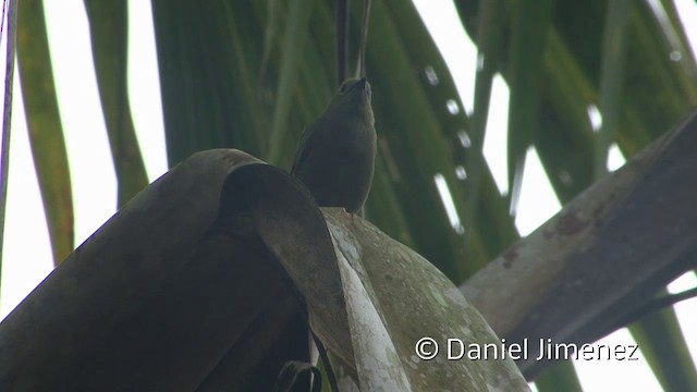 Palm Tanager - ML201956871