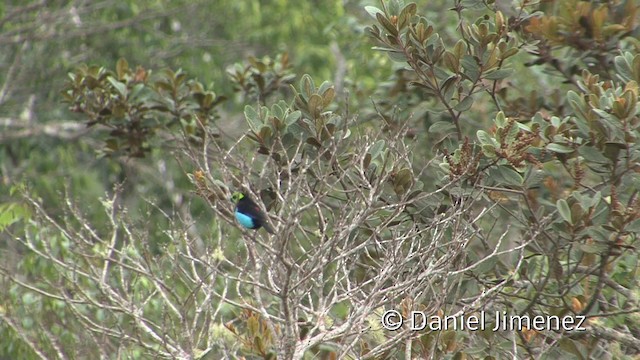 Paradise Tanager - ML201956881