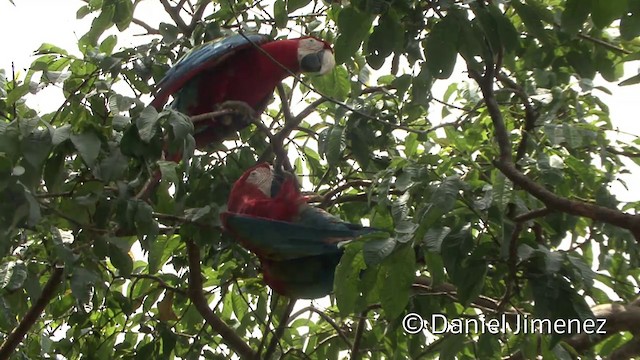 Red-and-green Macaw - ML201956891