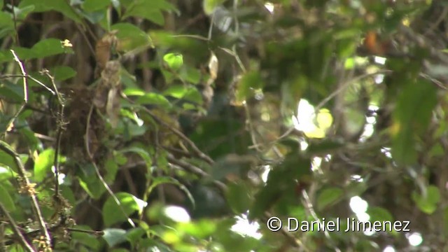 Russet-crowned Warbler - ML201956961