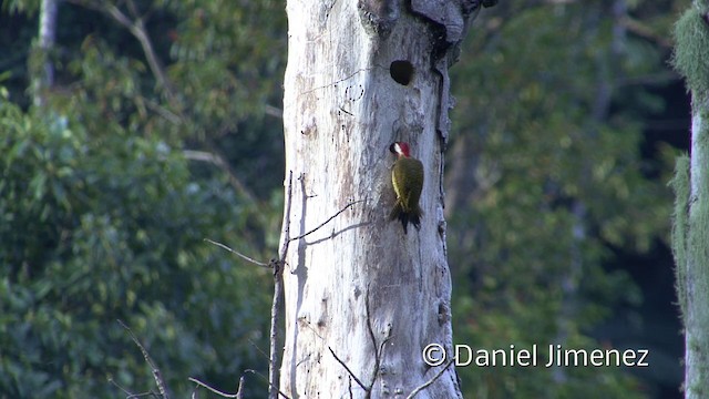 Spot-breasted Woodpecker - ML201957071