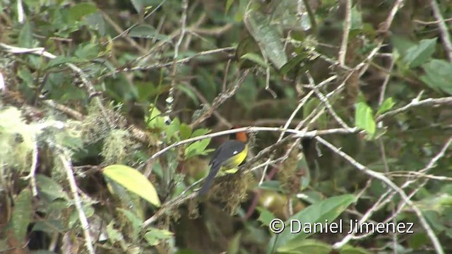 Yellow-breasted Brushfinch (Yellow-breasted) - ML201957201