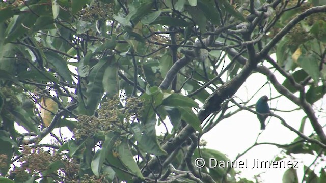 Bay-headed Tanager (Bay-and-blue) - ML201957251