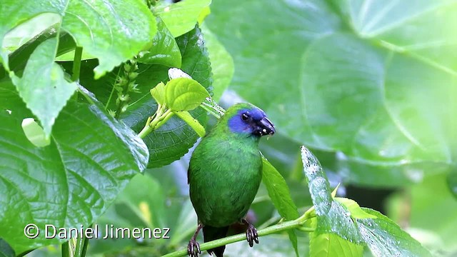 Blue-faced Parrotfinch - ML201957341