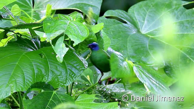 Blue-faced Parrotfinch - ML201957361