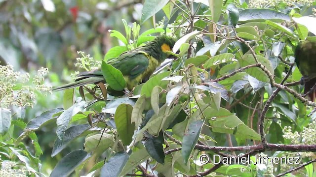Yellow-eared Parrot - ML201957631