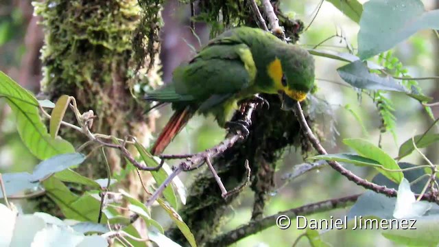 Yellow-eared Parrot - ML201957641