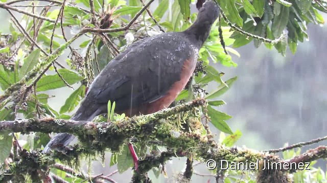 Sickle-winged Guan - ML201957671