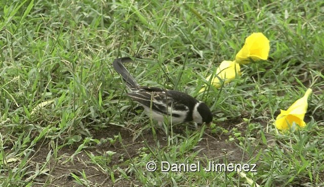 Pin-tailed Whydah - ML201957881