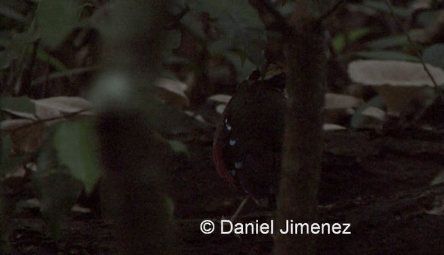 Green-breasted Pitta - ML201958011