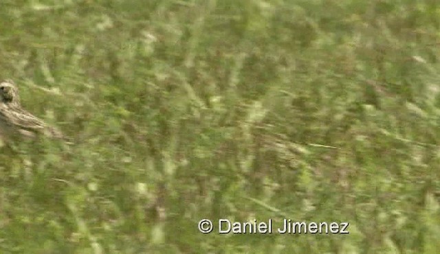 African Pipit (African) - ML201958121
