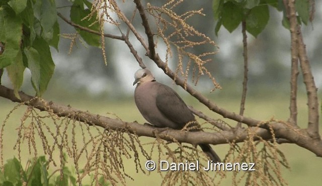 Red-eyed Dove - ML201958161
