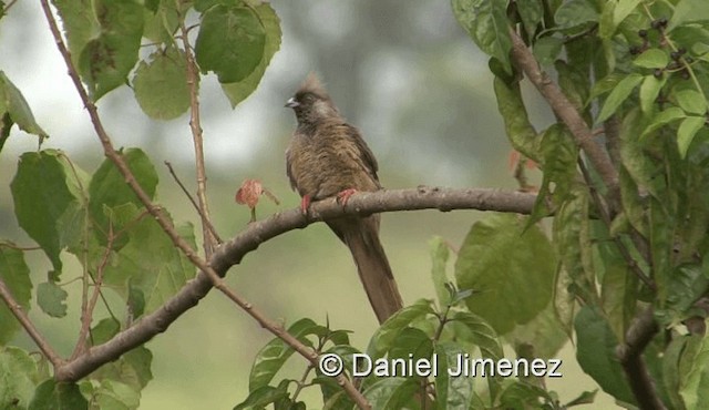 Speckled Mousebird - ML201958181