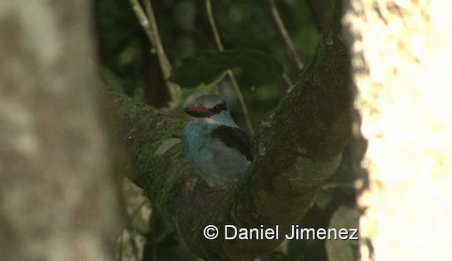 Blue-breasted Kingfisher - ML201958211