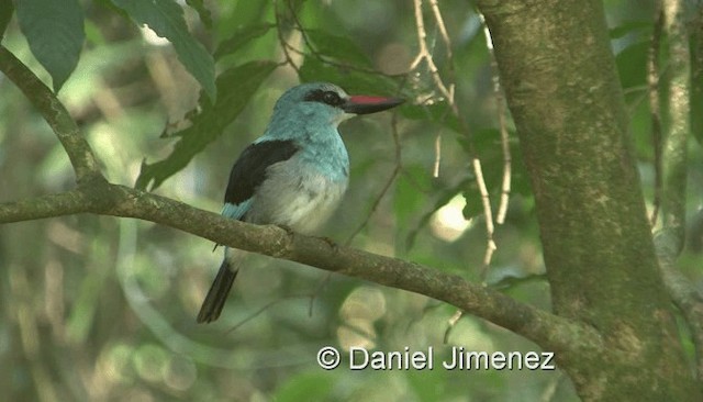 Blue-breasted Kingfisher - ML201958221