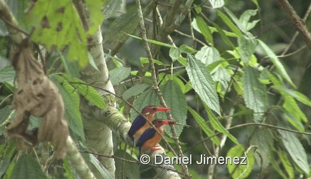 African Pygmy Kingfisher - ML201958281