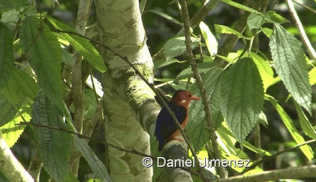 African Pygmy Kingfisher - ML201958291