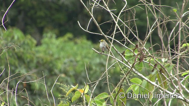 Yellow-browed Sparrow - ML201958411