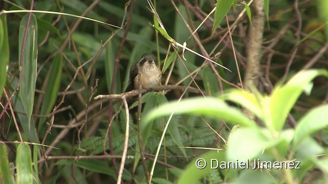 Speckled Hummingbird (melanogenys Group) - ML201958551