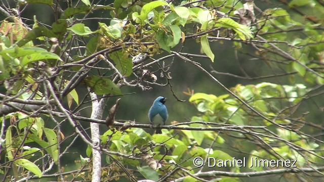 Swallow Tanager - ML201958581