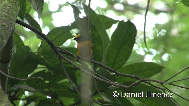 Thick-billed Euphonia (Black-tailed) - ML201958691