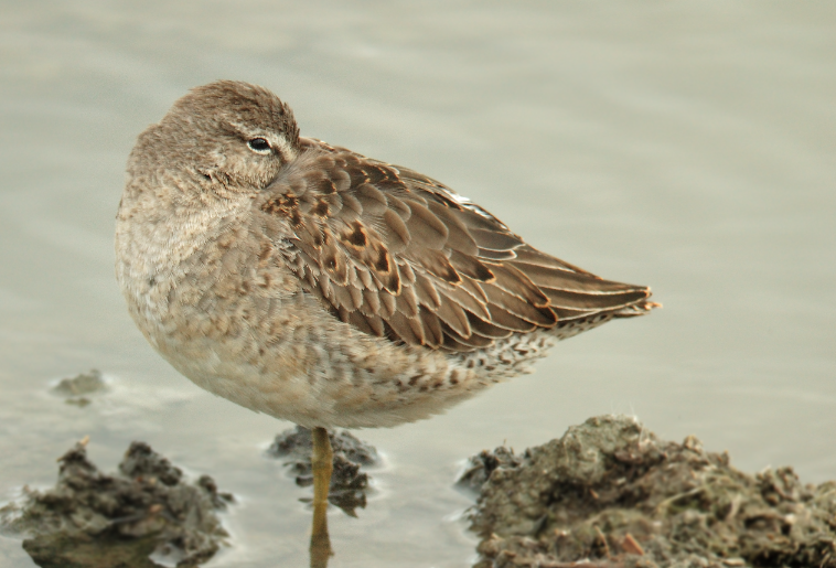 Long-billed Dowitcher - ML20195871