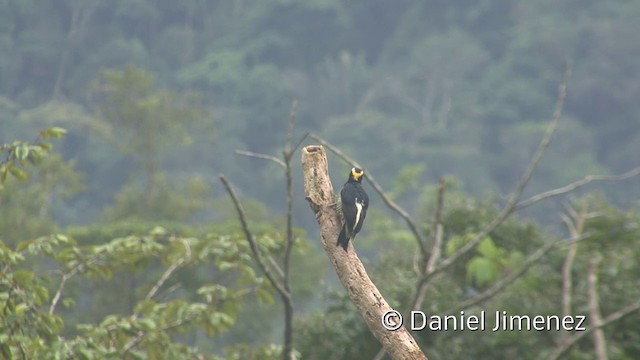 Yellow-tufted Woodpecker - ML201958731