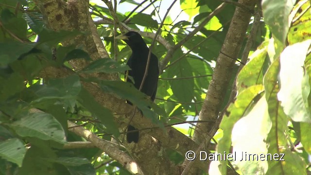 Yellow-rumped Cacique (Amazonian) - ML201958741