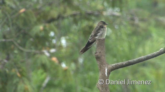 Southern Rough-winged Swallow - ML201958971