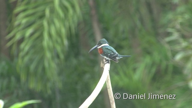 Green Kingfisher - ML201959081