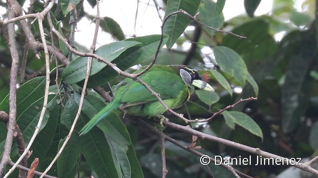 Fire-tufted Barbet - ML201959111
