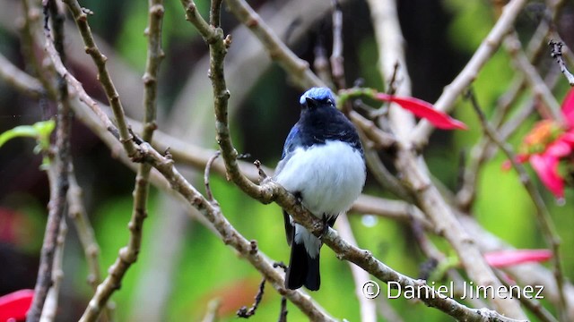 Blue-and-white Flycatcher - ML201959361