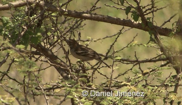 Chestnut-crowned Sparrow-Weaver - ML201959561