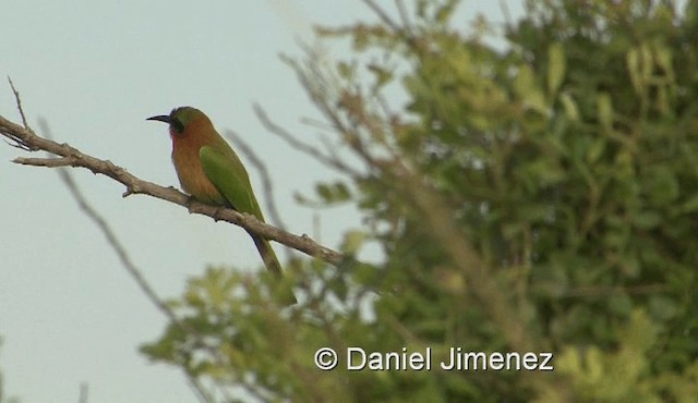 Red-throated Bee-eater - ML201959681