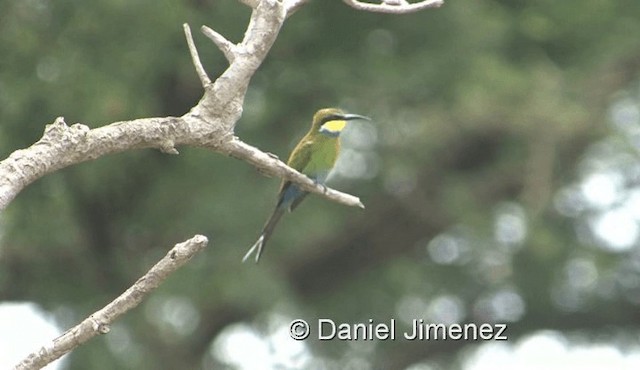Swallow-tailed Bee-eater - ML201959891