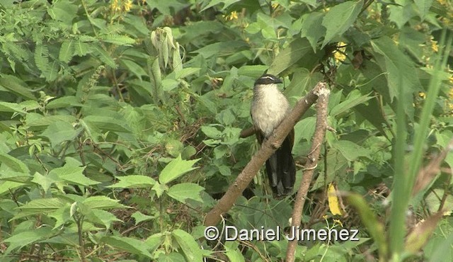 White-browed Coucal (White-browed) - ML201959901