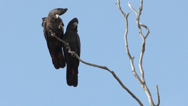 Red-tailed Black-Cockatoo - ML201960471