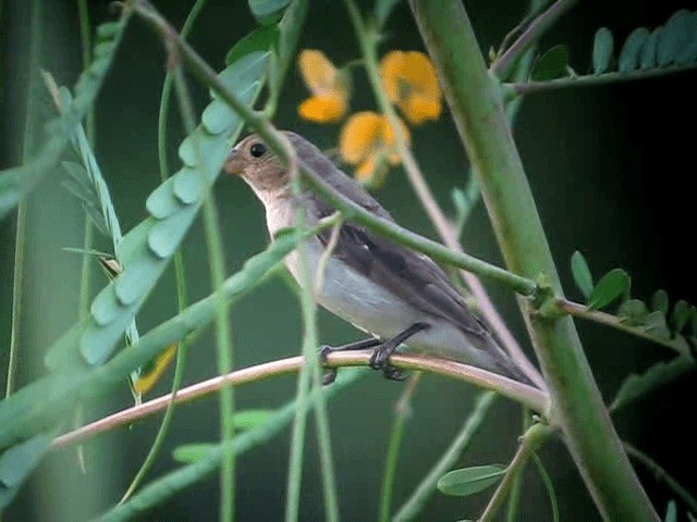 Lined Seedeater - ML201960591
